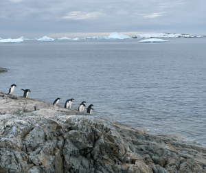 Group of penguins on a rocky shore in Antarctica with icebergs in the background.