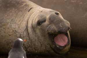 Close-up of a large seal, possibly an elephant seal, with its mouth open, displaying its pink tongue and teeth, resting on a sandy or muddy surface in Antarctica.