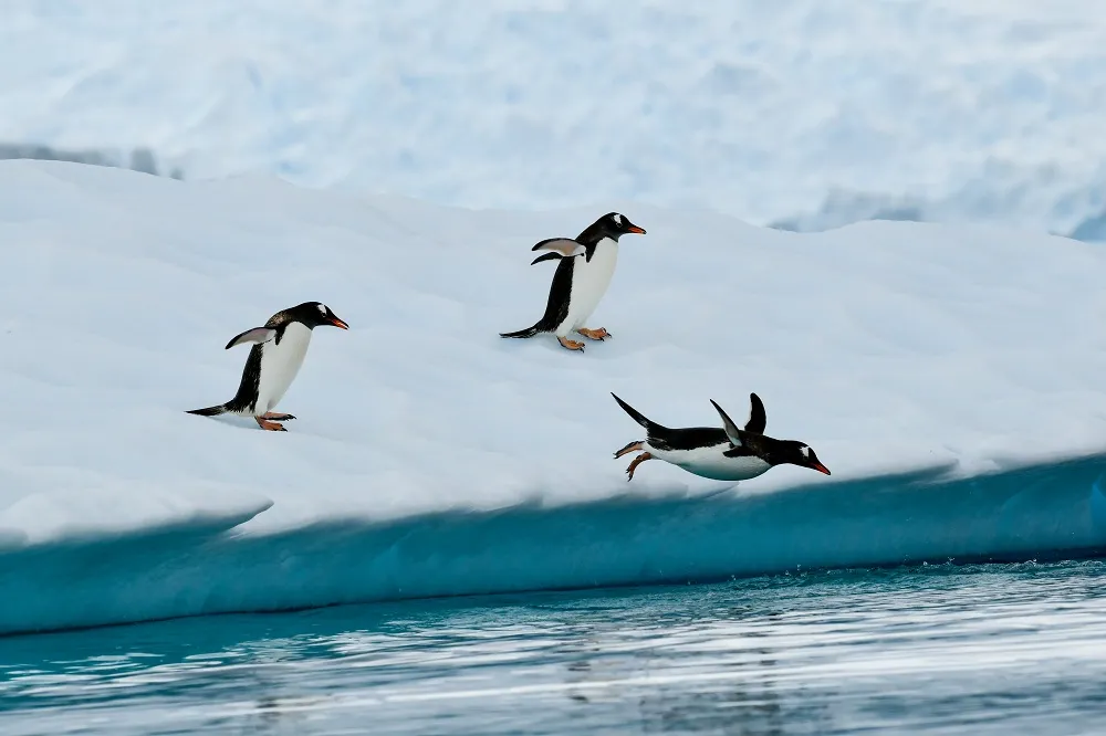 Three penguins jumping onto an ice shelf in Antarctica