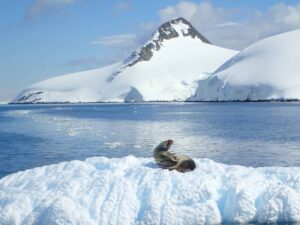 Seal resting on an ice floe with snow-covered mountains and calm sea in Antarctica, showcasing wildlife and pristine nature.