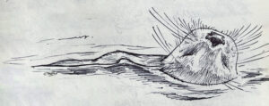 Black and white sketch of an otter swimming in water, with its head above the surface and its body partially submerged, representing wildlife in Antarctica.