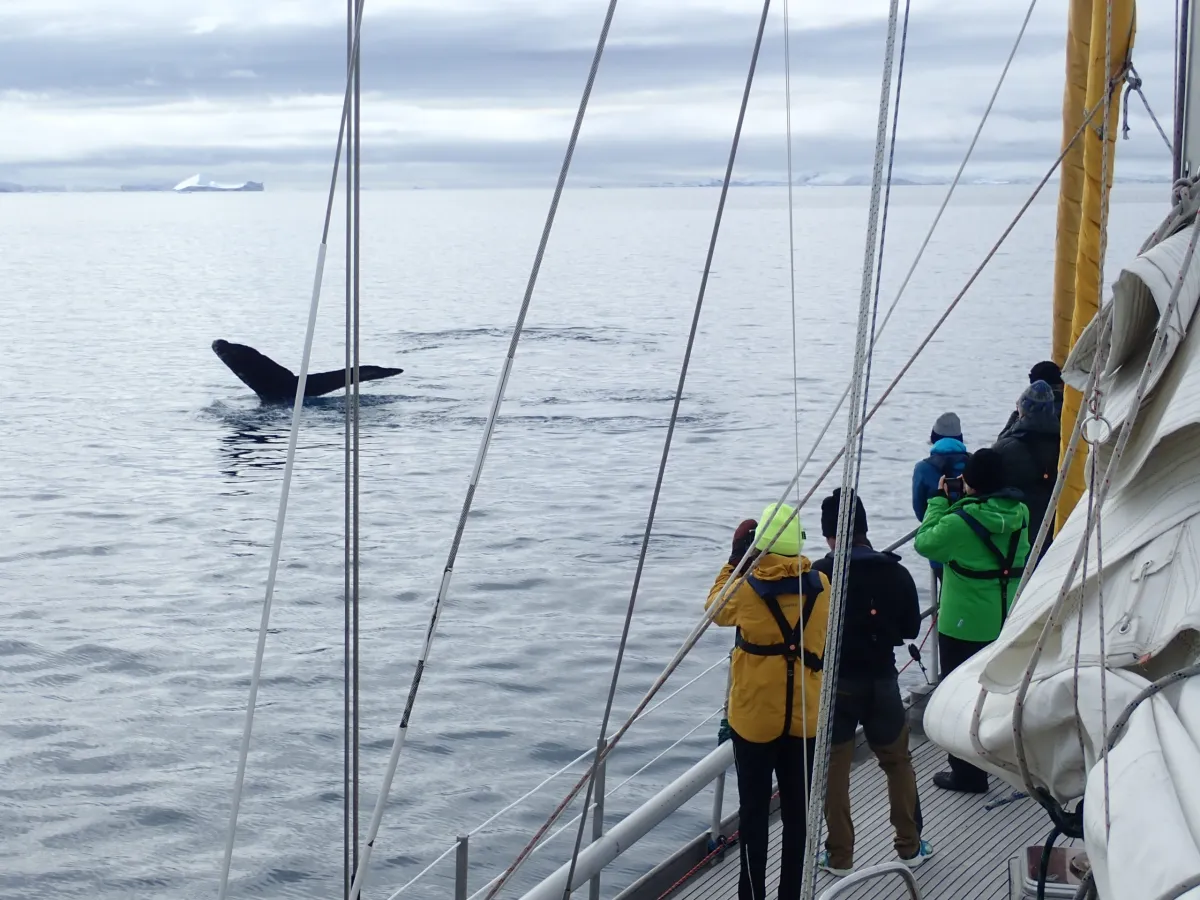 People on a boat observing whale tail in icy waters with iceberg in distance.