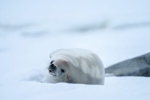 White seal lying on snow with blurred background elements in Antarctica