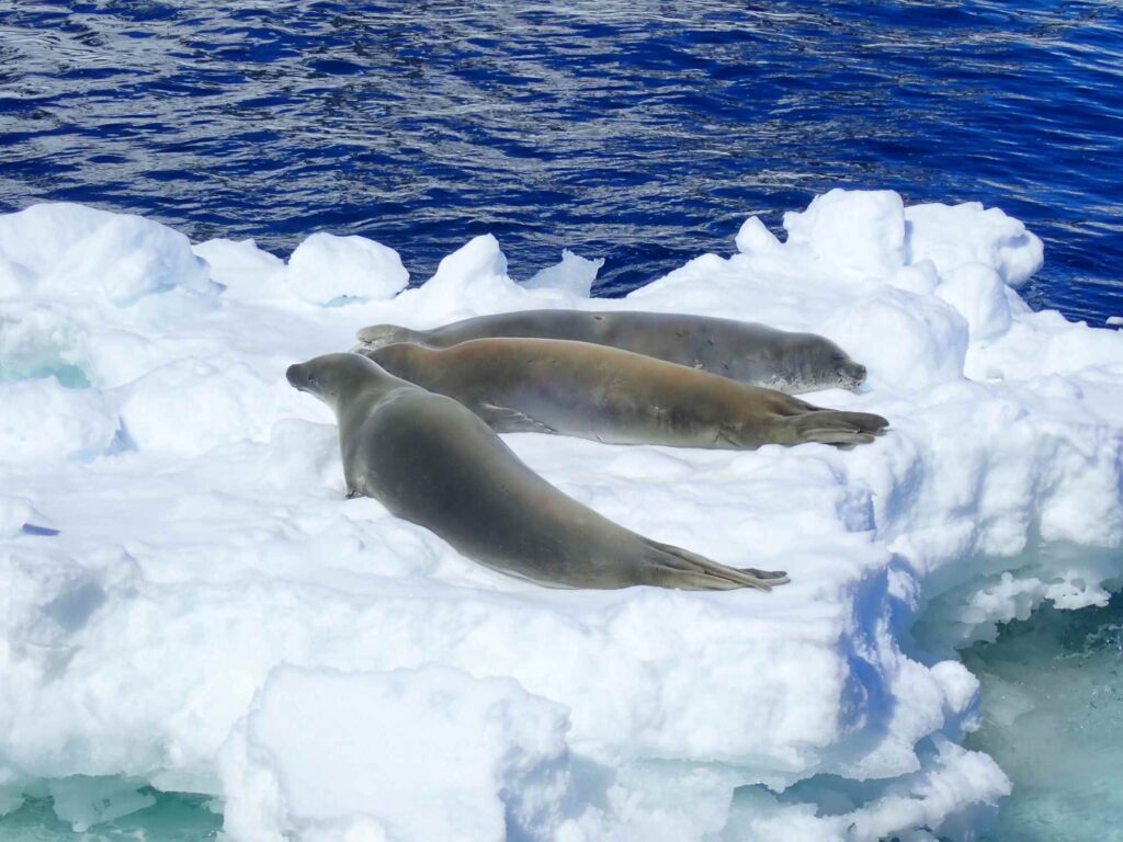 Antarctic cruises