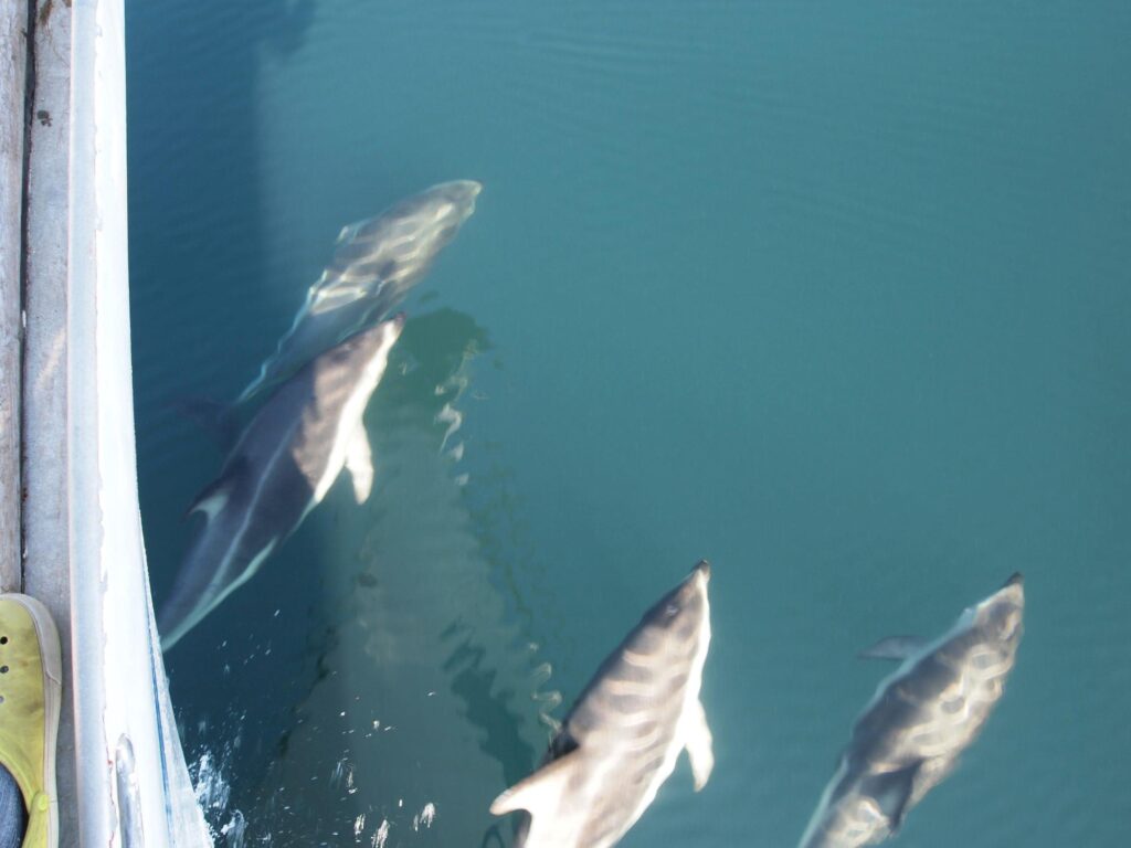 Three dolphins swimming in clear blue Antarctic waters near the surface with reflections visible, and part of a boat dock on the left.