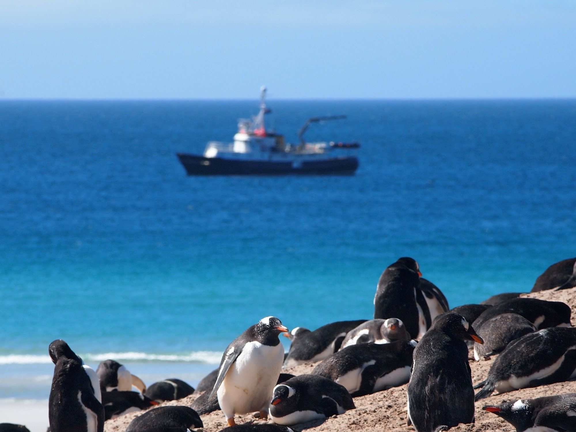 Three penguins on a rocky Antarctic shore, with a ship in the background on a clear, sunny day.