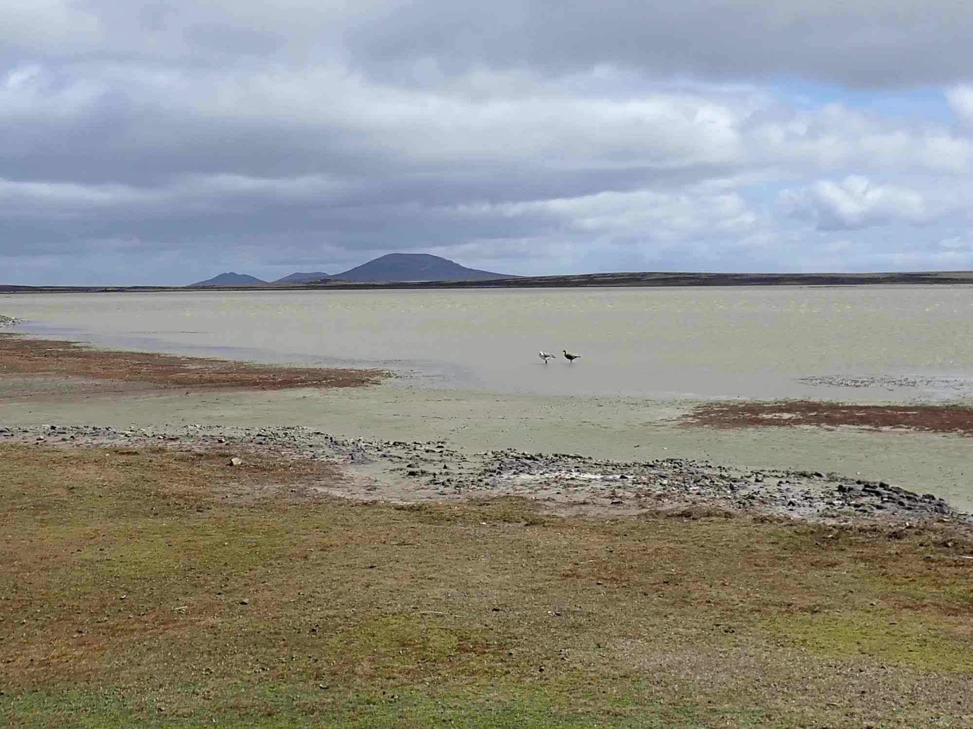 Panoramic coastal view in the Falkland Islands with water, sparse vegetation, and distant hills under a cloudy sky.