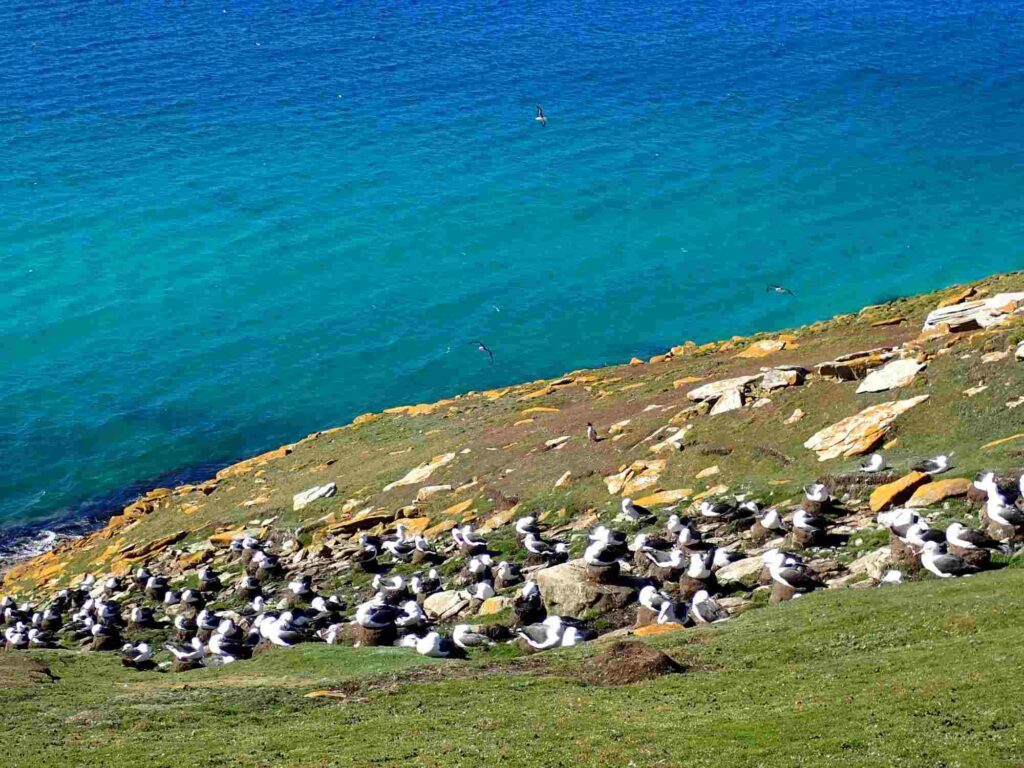 pinguinos en malvinas