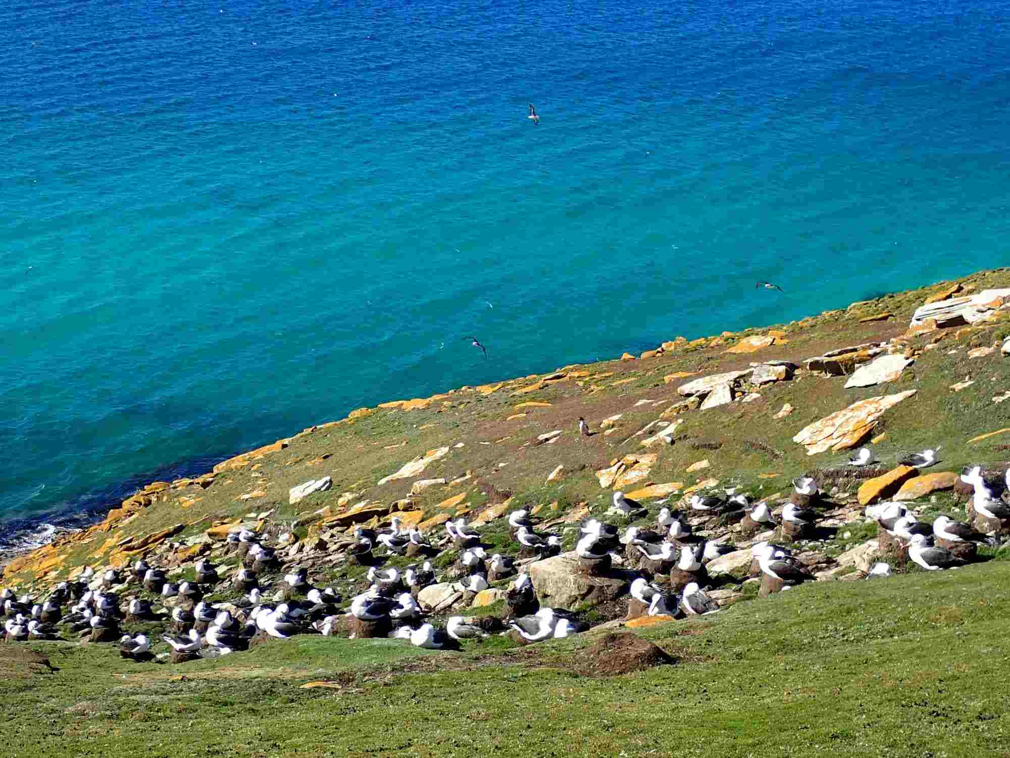 Penguins in Antarctica on a grassy, rocky slope leading to a vibrant blue ocean, showcasing their natural habitat.