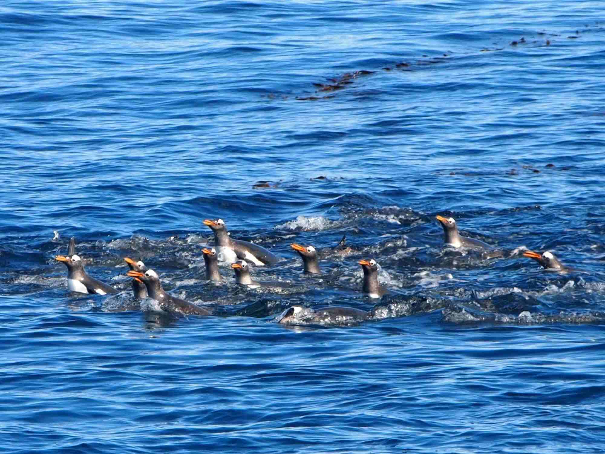 Penguins swimming in the deep blue Antarctic ocean, showcasing social behavior and their natural habitat.