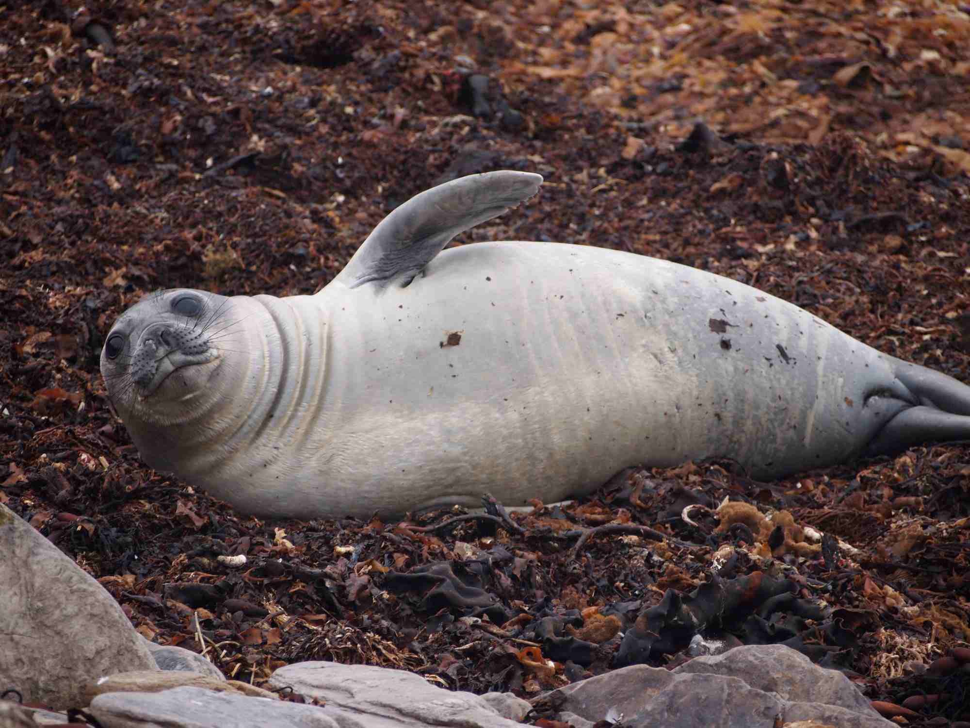 Seal resting on rocky and seaweed-covered shore in the Falkland Islands.