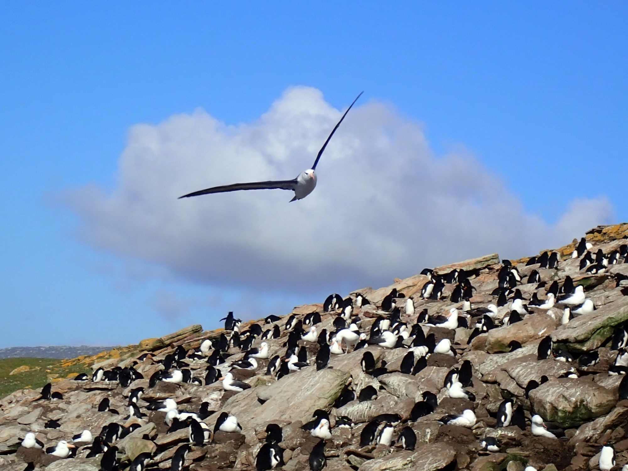 Large group of penguins on rocky Antarctic terrain under a clear sky with a bird flying above them.