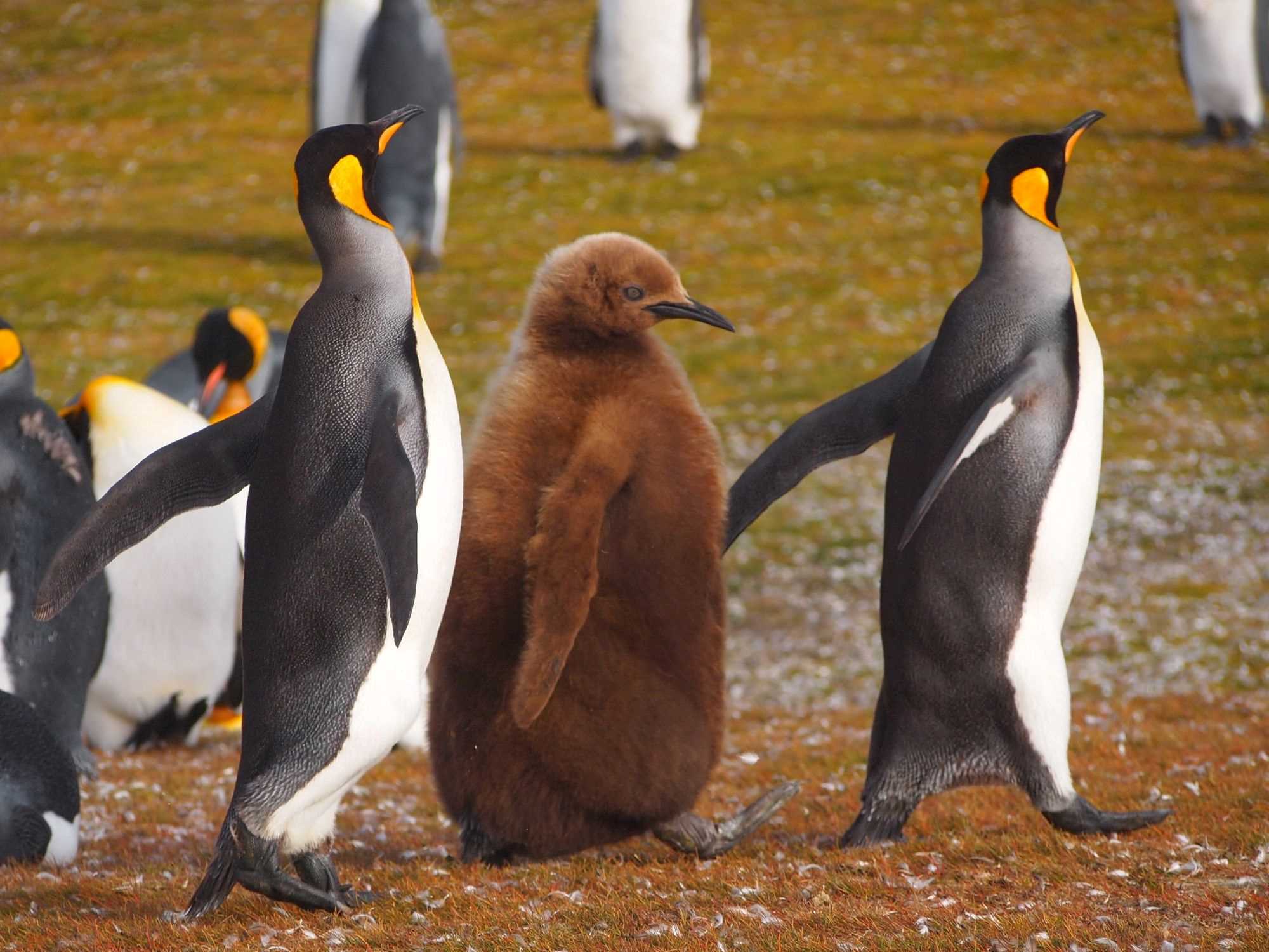 Penguins in Antarctica, including a fluffy brown chick and two adults with yellow head markings, standing on grassy terrain with patches of snow.