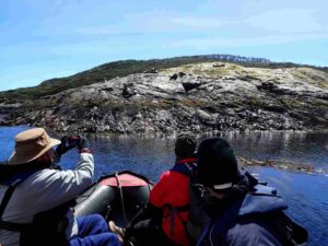 People in a boat observing seals on rocky shore, Isla de los Estados.