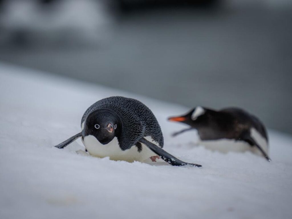 antarctic