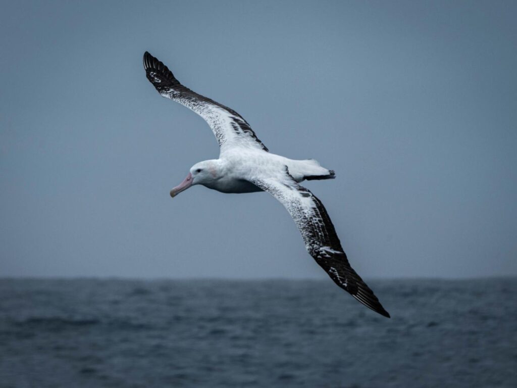 The Drake Passage A gateway to Antarctica 1