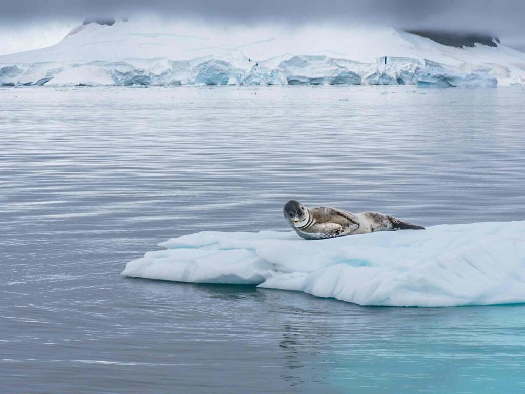 Photography in Antarctica 6