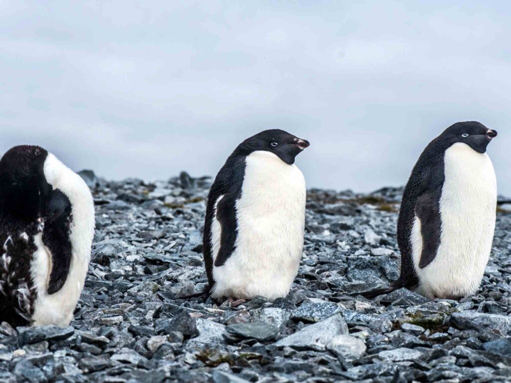 Photography in Antarctica 4