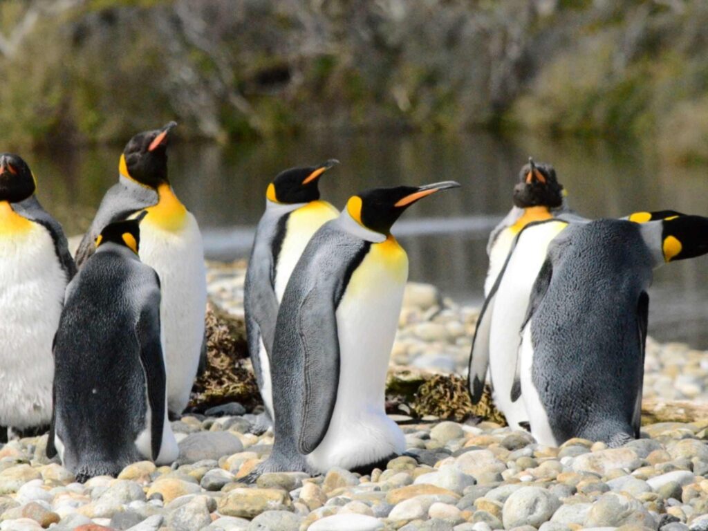 Grupo de pinguinos en la Isla de los Estados