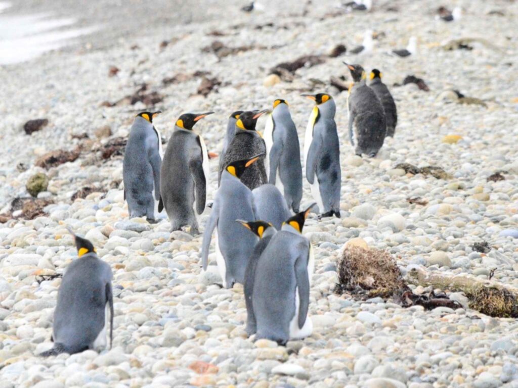 penguins on the island of states