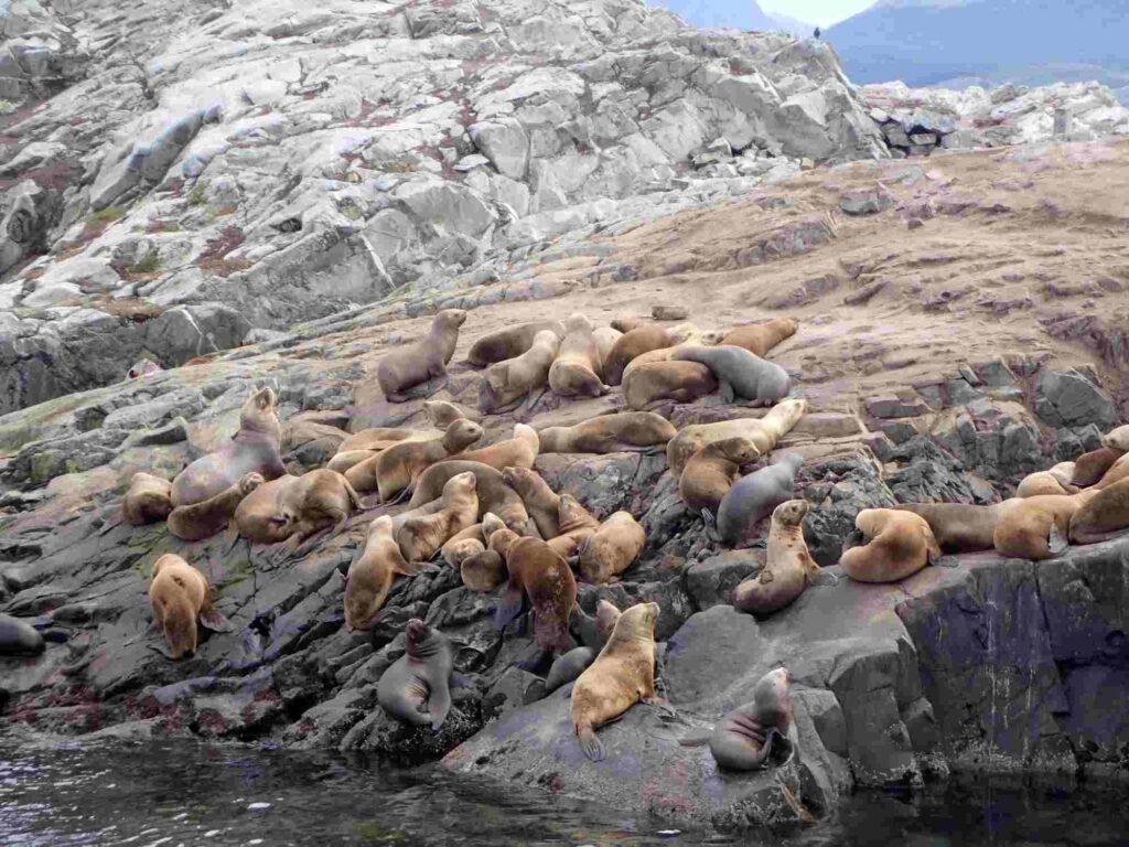 marine fauna in the Isla de los estados